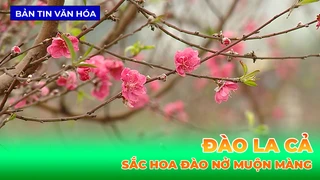 Đào La Cả Nở Muộn