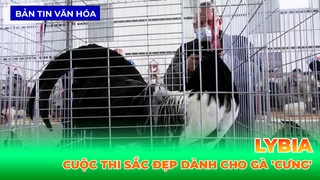 Cuộc Thi Sắc Đẹp Dành Cho Gà 'Cưng' Ở Lybia