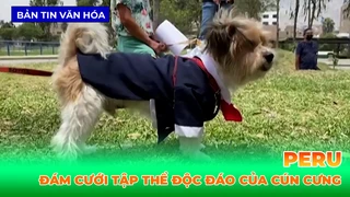 Đám Cưới Tập Thể Độc Đáo Của Cún Cưng Ở Peru