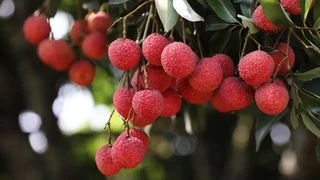 Ngọt thơm trái vải Thanh Hà