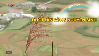 Dưới tán rừng nguyên sinh