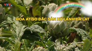 Hoa atiso đặc sản xứ lạnh Đà Lạt
