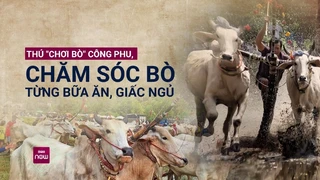 Kịch tính hội đua bò Bảy Núi nổi tiếng An Giang- Cho bò ăn cháo đậu xanh, uống nước dừa để rèn sức