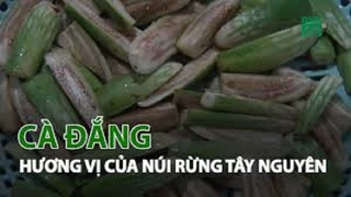 Khám phá hương vị cà đắng của Tây Nguyên