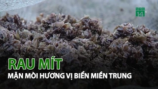 Rau mít mặn mòi hương biển miền Trung