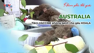 AUSTRALIA - Tiêm VACCINE phòng bệnh cho gấu KOALA