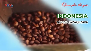 Bảo tồn loài Vượn JAVA ở INDONESIA