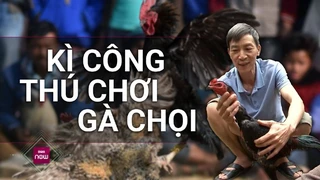Lão nông ở Phú Thọ tiết lộ tuyệt chiêu luyện gà chọi siêu khỏe, tâm sự về thú chơi kỳ công - VTC Now