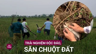-Thợ săn lành nghề- từ thủ đô về tận đất Ninh Bình để đi săn... chuột đồng, chuột đất - VTC Now
