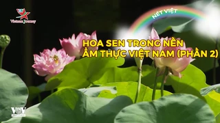 Hoa sen trong nền ẩm thực Việt Nam (Phần 2)