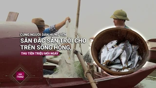 Trải nghiệm cùng ngư dân săn đặc sản cá mòi trời cho, kiếm tiền triệu mỗi ngày từ sông Hồng