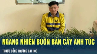 Tin Nóng: Ngang nhiên buôn bán cây anh túc trước cổng trường đại học | VOV