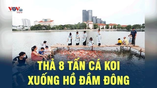 Tin Nóng: Thả 8 tấn cá Koi xuống hồ Đầm Đông | VOV