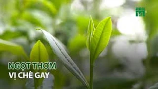 Ngọt thơm vị Chè Gay