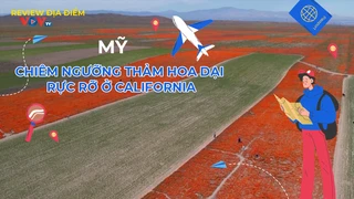 Chiêm ngưỡng thảm hoa dại rực rỡ ở California, Mỹ