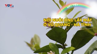 Nơi nuôi ong lấy mật ở Vũ Quang - Hà Tĩnh