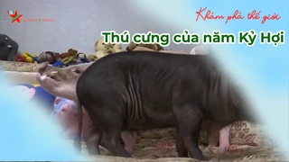 Heo mini - Thú cưng của năm Kỷ Hợi- Khám Phá Thế Giới