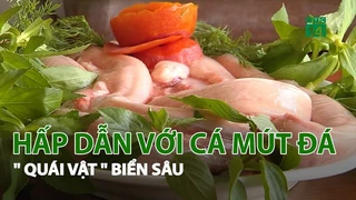 Hấp dẫn với cá Mút Đá " Quái vật" biển sâu