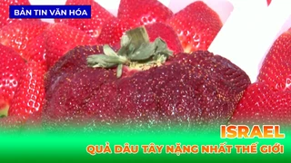 Israel - Quả Dâu Tây Nặng Nhất Thế Giới