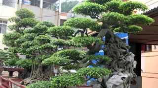 Những Thú Chơi Ngông Bạc Tỷ Của Các Đại Gia Việt - Phần 1