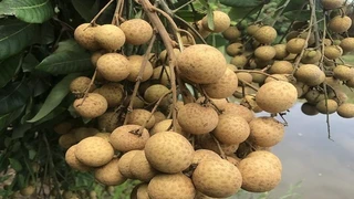 Nhận biết Nhãn lồng Hưng Yên chính hiệu