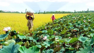Khám phá du lịch: Tình đất và con người Đồng Tháp (Phần 1)