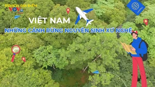 Những cánh rừng nguyên sinh xứ Nghệ