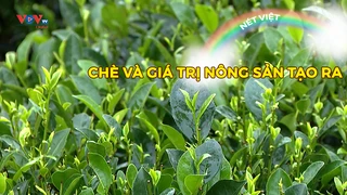 Chè và giá trị nông sản tạo ra