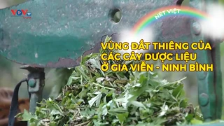 Vùng đất thiêng của các cây dược liệu ở Gia Viễn - Ninh Bình