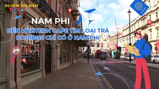 Đến Western Cape tìm loại trà Rooibos chỉ có ở Nam Phi