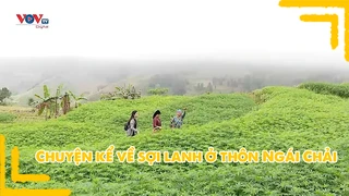 Chuyện kể về sợi lanh ở thôn Ngái Chải