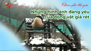 Những hình ảnh đáng yêu của động vật giá rét