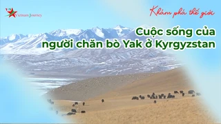 Cuộc sống của người chăn bò Yak ở Kyrgyzstan