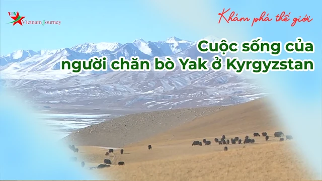 Cuộc sống của người chăn bò Yak ở Kyrgyzstan