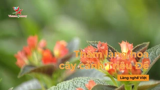 Thăm làng hoa, cây cảnh Triệu Đề- Làng nghề Việt 
