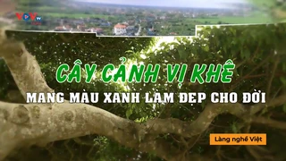Cây cảnh Vị Khê Mang màu xanh làm đẹp cho đời - Làng nghề Việt 