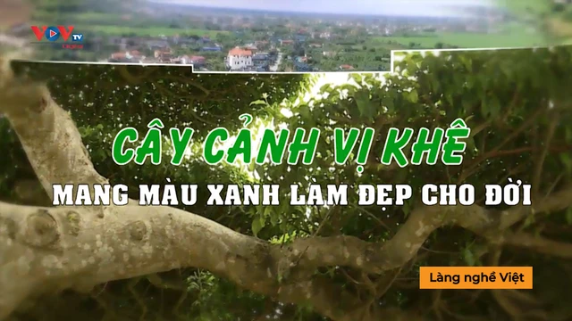 Cây cảnh Vị Khê Mang màu xanh làm đẹp cho đời - Làng nghề Việt 