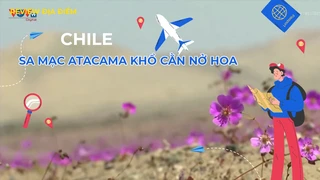 Sa mạc Atacama khổ cằn nở hoa