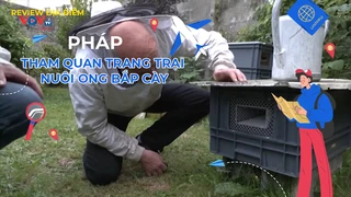 Tham quan trang trại nuôi ong bắp cày