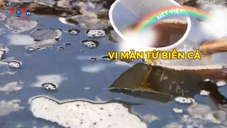 Vị mặn từ biển cả