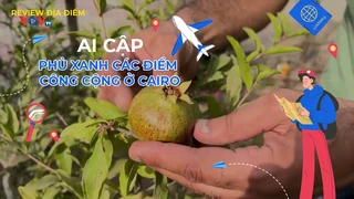 Phủ xanh các điểm công cộng ở Cairo