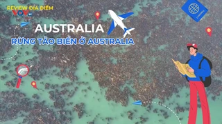 Rừng tảo biển ở Australia