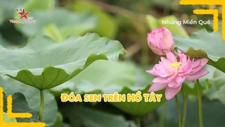 Đóa sen trên Hồ Tây