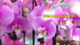 Hoa lan ngày tết