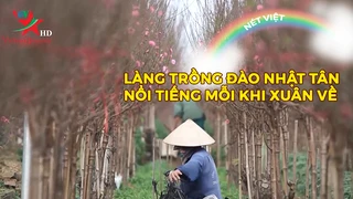 Làng trồng đào Nhật Tân nổi tiếng mỗi khi xuân về