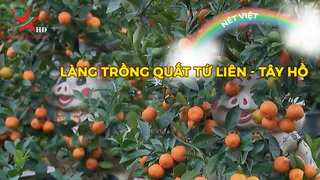 Làng trồng quất Tứ Liên - Tây Hồ