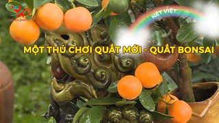 Một thú chơi quất mới - Quất bonsai
