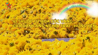 Vị thuốc từ hoa cúc vàng của dân làng Nghĩa Trai - Hưng Yên
