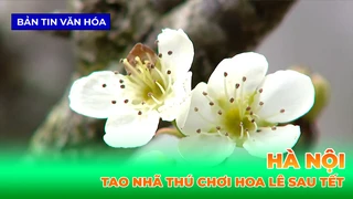 Tao Nhã Thú Chơi Hoa Lê Sau Tết Của Người Hà Nội