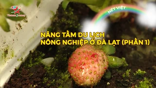 Nâng tầm du lịch nông nghiệp ở Đà Lạt (phần 1)